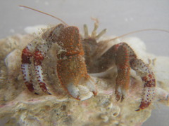 Pagurus beringanus