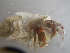 Pagurus beringanus