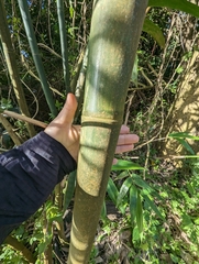 Bambusa oldhamii