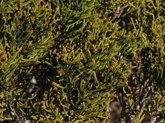 Halocarpus bidwillii