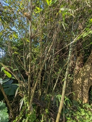 Bambusa oldhamii