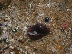 Pardalinops testudinaria