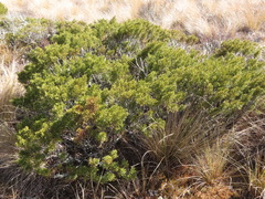 Halocarpus bidwillii