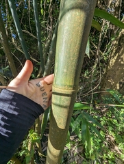 Bambusa oldhamii