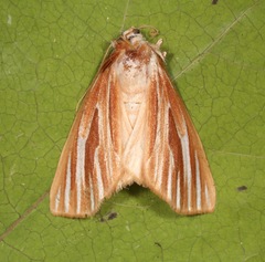 Sabulodes niveostriata