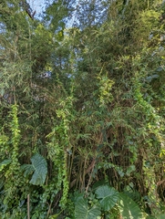 Phyllostachys makinoi