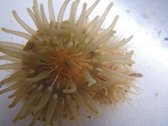 Epiactis prolifera