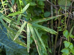 Phyllostachys makinoi