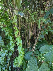 Phyllostachys makinoi