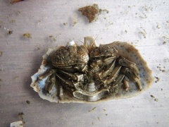 Cryptolithodes typicus