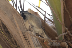 Passer domesticus