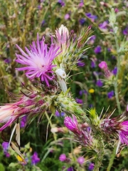 Carduus tenuiflorus