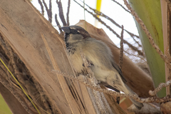 Passer domesticus