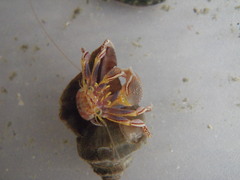 Elassochirus tenuimanus