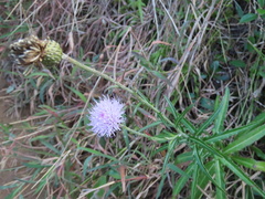 Cirsium hupehense