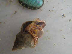 Elassochirus tenuimanus