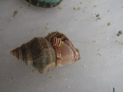 Elassochirus tenuimanus