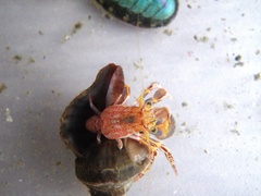 Elassochirus tenuimanus