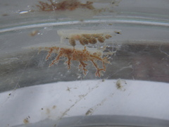 Dendronotus