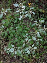 Pycnanthemum albescens