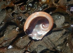 Haliotis brazieri