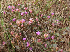 Rhododendron farrerae