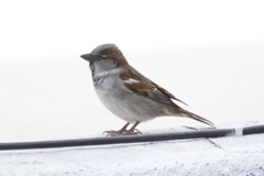 Passer domesticus