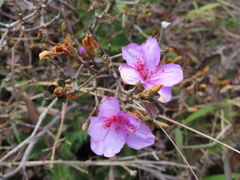 Rhododendron farrerae