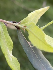 Quercus castanea