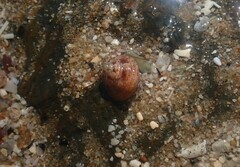 Cantharidella picturata