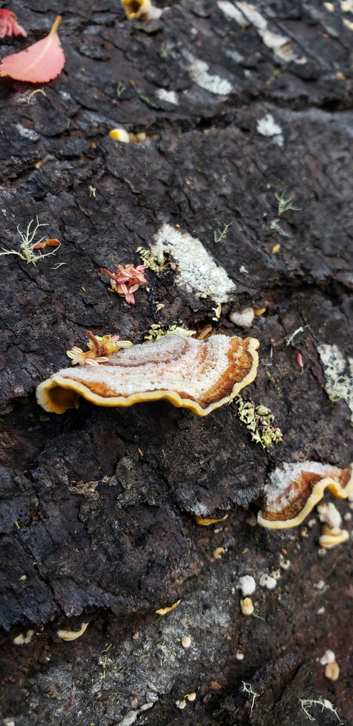 Stereum hirsutum · November 2022 · photo: © noskcaj55 (iNaturalist, cc-by)