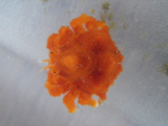 Echidnocerus cibarius