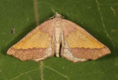 Lychnosea helveolaria