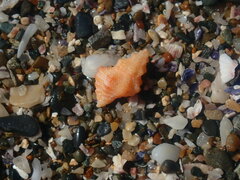 Phycothais reticulata