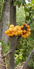 Cyttaria hariotii