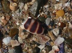 Palmadusta asellus