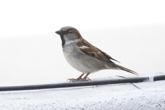 Passer domesticus