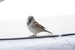Passer domesticus