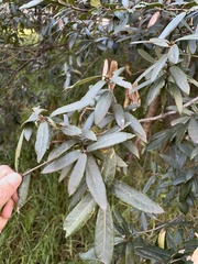 Quercus castanea