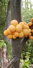 Cyttaria hariotii