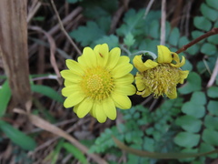 Chrysanthemum indicum