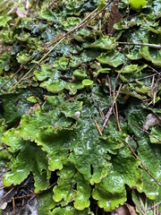 Peltigera britannica
