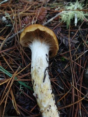Cortinarius mucosus