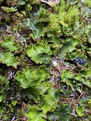 Peltigera britannica