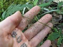 Panicum brevifolium