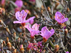 Rhododendron farrerae