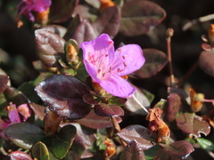 Rhododendron farrerae