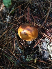 Cortinarius mucosus