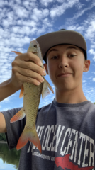 Moxostoma macrolepidotum