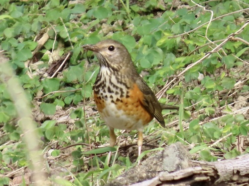 Grey-backed Thrush (Turdus hortulorum), photo 4